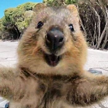 Quokka❤️ Tradwife, 😺mum, Investor, 🎮,🧶. I don't check for replies, I don't care how you view me.  Part of Asteroid Hit Us Pls cult ☄️🌋🔥Vanatrúar. Be nice!