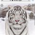 White Tiger (@u308hunter) Twitter profile photo White Tiger (@u308hunter) Twitter profile photo