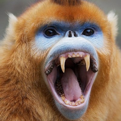 average monkey man 
eat bananer
D2 hunter