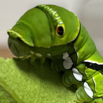 Loach_Dojoco Profile Picture