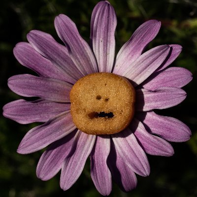 FranckSelsis's profile picture. I'm back. The Crouton is with me. Always.