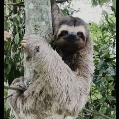 bimer54's profile picture. Patria y Vida.  Libertà . 🇮🇹🇨🇺👆
 💥Pensaron enterrarnos sin saber que éramos semilla💥 sono ridicoli , non c'è salvezza.