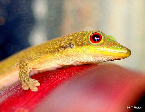 Born 7-11-11 on the misty slopes of Hualalai I ventured out to explore this new world I'd landed in.  To seek out new gecko kind.