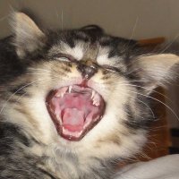 Igor Kraputnik - folge zurück (@ikraputnik) 's Twitter Profile Photo