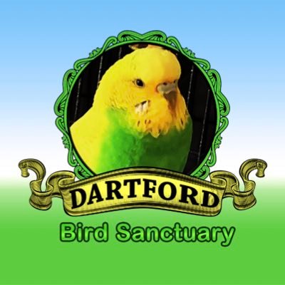 Dartford Bird Mirco Sanctuary Domestic and some Wild Birds #Dartford #Birds #Rescue #Rehab #Release #Rehome