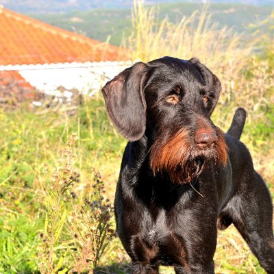 kriton470's profile picture. «Κλείσε μέσα στη ψυχή σου την Ελλάδα και θα αισθανθείς μέσα σου να λαχταρίζει κάθε είδος μεγαλείου.»                                        
 ΔΙΟΝΥΣΙΟΣ ΣΟΛΩΜΟΣ