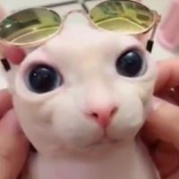 ☎️ (@nekoleorio) 's Twitter Profile Photo ☎️ (@nekoleorio) 's Twitter Profile Photo