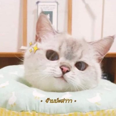 mosquitonet5's profile picture. 