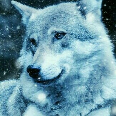 MegaMec115's profile picture. 