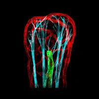 Petrova Lab – Vascular and Tumor Biology (@petrovalab) 's Twitter Profile Photo Petrova Lab – Vascular and Tumor Biology (@petrovalab) 's Twitter Profile Photo