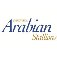 Shadwell Arabians (@shadwellarabian) 's Twitter Profile Photo Shadwell Arabians (@shadwellarabian) 's Twitter Profile Photo