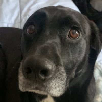 LaurLeoB's profile picture. 