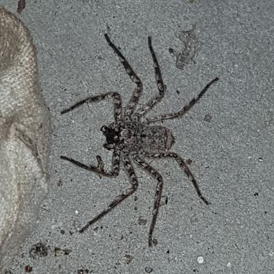 Juan_E_Vargas's profile picture. just me...!