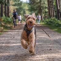 Reggie and Fred (OTRB)🌈The Airedales (@marcuspdm) 's Twitter Profile