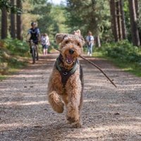 Reggie and Fred (OTRB)🌈The Airedales(@Marcuspdm) 's Twitter Profile Photo