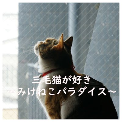 三毛猫が好き@ねこパラダイスさんのプロフィール画像