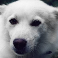 ukfunk / 自称クラシック・ロック+オブ・ザ・デッド愛好家 (@coolbreeeze2) 's Twitter Profile