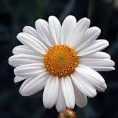 atlopus's profile picture. 