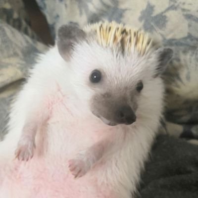 ちょしさんのプロフィール画像