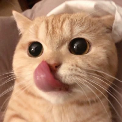 xesquedeles's profile picture. 