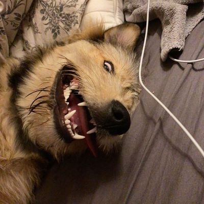 Cryptocendence's profile picture. 