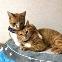 ちぃちゃん (@c_f_m_r_k) 's Twitter Profile
