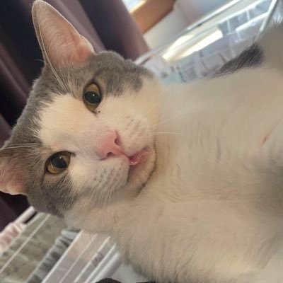 cryptomeowmfG's profile picture. 