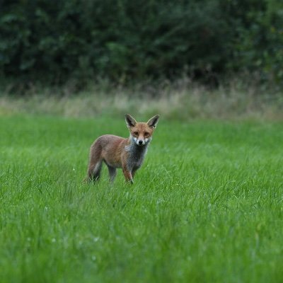talksfast73's profile picture. Amateur wildlife photography , saving wildlife, KEEP THE BAN 🦊, Liverpool FC , Mni Wiconi Somerset