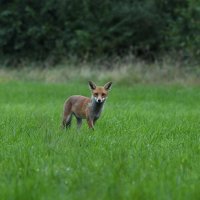 Ian Powney (@talksfast73) 's Twitter Profile