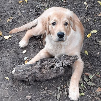 Kirby is taking over our bookstore twitter! 9 weeks old & busy busy! New & used bookstore in Hudson, WI since 2011.Stop by or shop online https://t.co/Pst4T4UhKB.