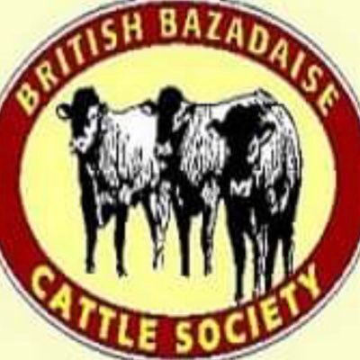 Bazadaise cattle are an easy calving, easy care beef suckler breed. Calves are born small and muscling develops quickly after birth.