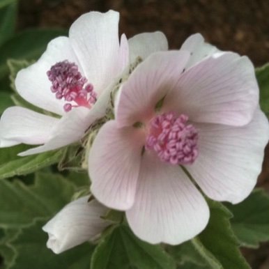 AlthaeaO's profile picture. Je suis bien dans mes baskets