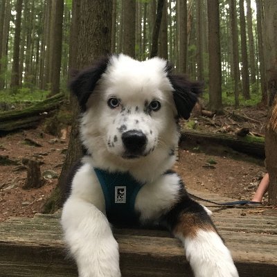 sammy_bevers's profile picture. Awake. Worried about our future.