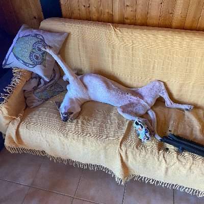 RIftodi's profile picture. 