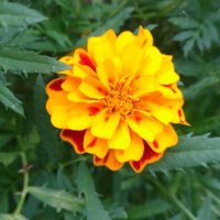 Lapera (@aytenzt42598975) Twitter profile photo