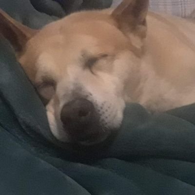 DogeZius's profile picture. Idk