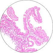 Pathologist, programmer, microscopist and digital image analyst. I created the PUMA microscope and made it Open Source.