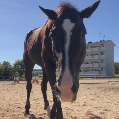 宮大馬術部の白黒馬／18歳／挨拶担当／黒糖フェチ／放牧好き／ブラシアンチ／サラブレッド／牛顔／鼻いちご大福／平成27年5月26日加入／誕生日4月21日/お父さんはブラックホーク