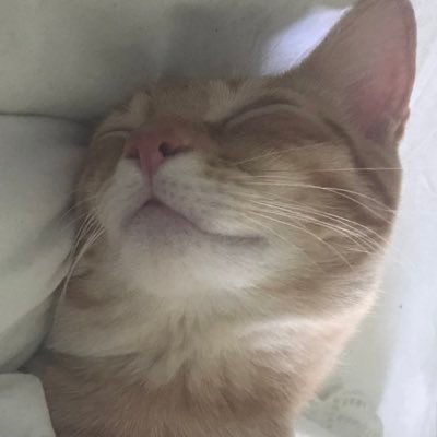 Jerry_Potichat's profile picture. Jô m’appelle Jerry et jô suis un pôtichat tréboncha/20. J’ai appelé mon nhumain Tom, rapport à la prédation des souris animées, toussa toussa 😼