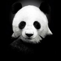 Mas Panda (@maspandaaaa) 's Twitter Profile
