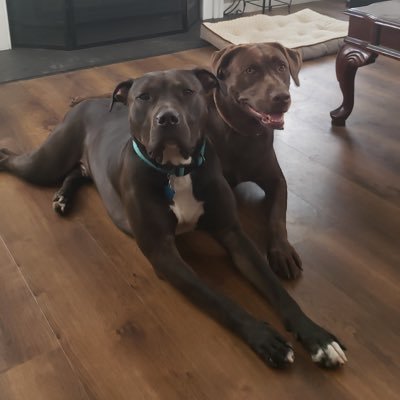 Joy_TEsp's profile picture. Married, mother of two wonderful sons and two fur babies. ❤️ America first patriot. Love this country 🇺🇸🇺🇸🇺🇸 never Trumpers have resurfaced.