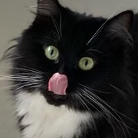 Foster (@fosteronquack) 's Twitter Profile