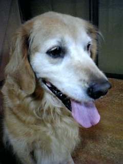 千葉・市川うまれです。ゴールデンレトリーバー飼ってます！とにもかくにも犬が好き！特に大型犬が好き。