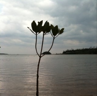 6KAKUMAN's profile picture. 反核、反戦。 炭、衣食住、子ども、農、アイヌ、刺繍、菱刺し。 6 珈琲。