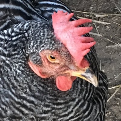 Research Psychologist who studies mental health, primarily in Veterans. I also keep chickens 🐓! Biden-Harris! Please, no DMs/Lists🌈💙#RESIST #CHOICE #VOTE