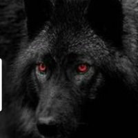 🐺 (@beaulew) 's Twitter Profile