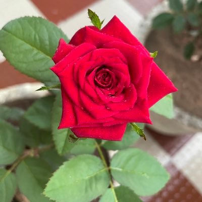 dodda_ashritha's profile picture. 