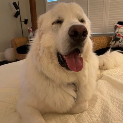 PyrmomSGH's profile picture. Rebuilding please follow me here #StrongerTogether Despise Trump & All things MAGA #BLM #LGBTQ ally 🌈 Rescuer of Great Pyrenees Floofs. Horse love 🐴💙