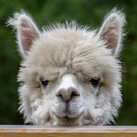 Rafi 🇹🇼 (@rafwroc) 's Twitter Profile