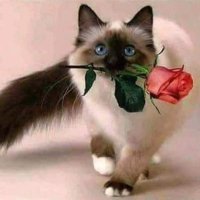Mostafa cat (@mostafacat2) Twitter profile photo